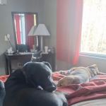 Banfield Pet Hospital
