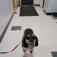 Leominster Animal Hospital ico
