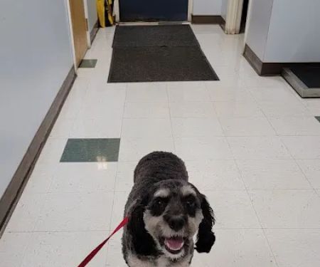 Leominster Animal Hospital