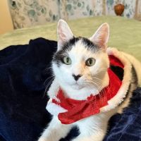 Natural Bridge Hospital For Animals ico