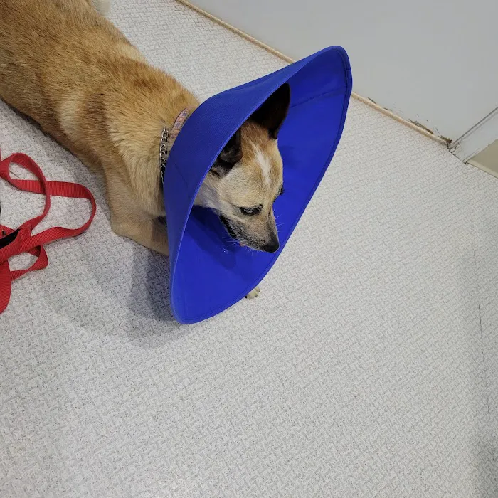 Natural Bridge Hospital For Animals Picture 3