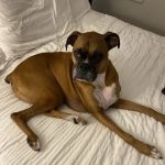 Laurel Stone Veterinary Hospital
