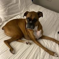 Laurel Stone Veterinary Hospital ico
