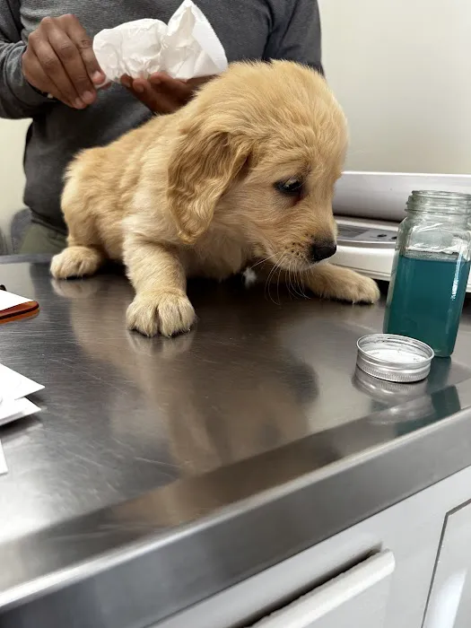 Laurel Stone Veterinary Hospital Picture 6