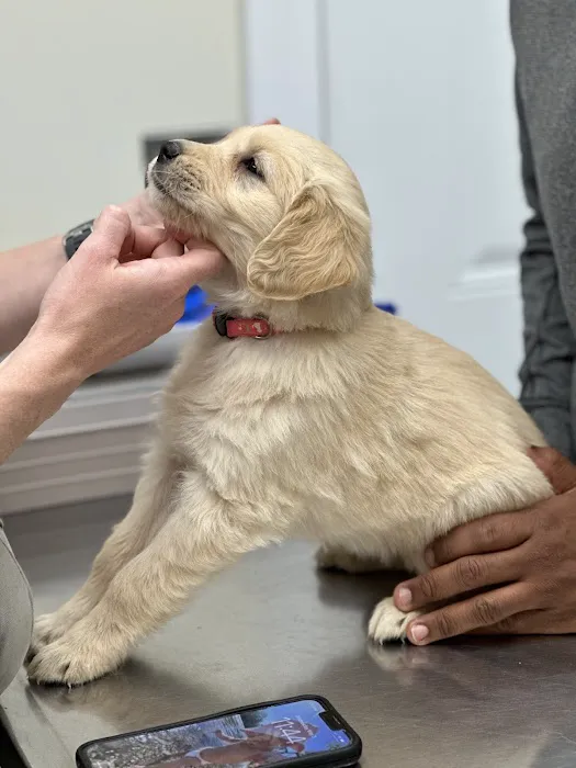 Laurel Stone Veterinary Hospital Picture 4