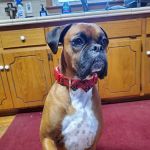 Lovingston Veterinary Hospital