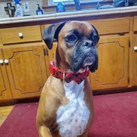 Lovingston Veterinary Hospital ico