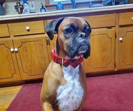 Lovingston Veterinary Hospital