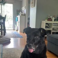 Robinson Animal Hospital ico