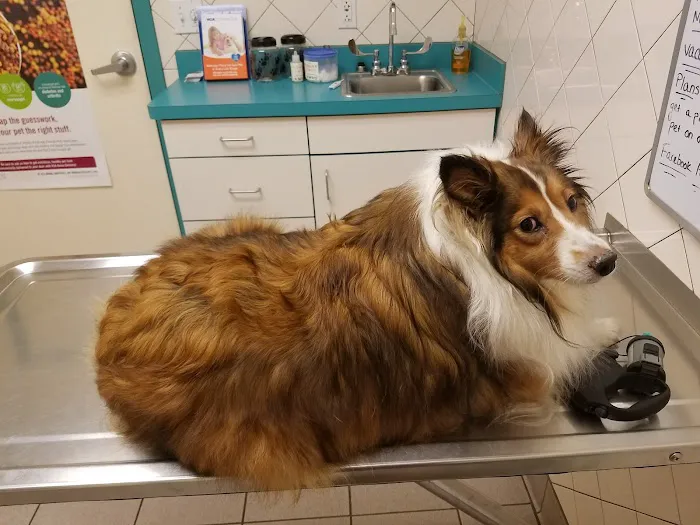 VCA Met Vet West Animal Hospital Picture 1