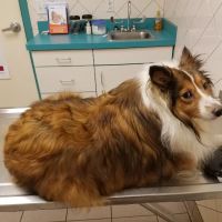 VCA Met Vet West Animal Hospital ico