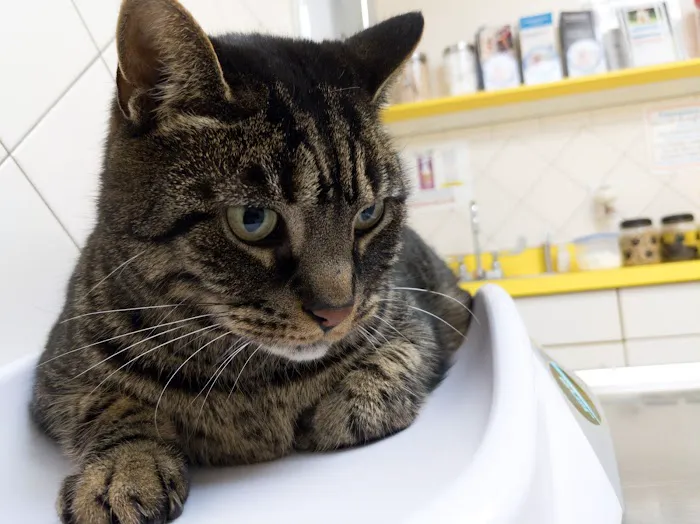 VCA Met Vet West Animal Hospital Picture 4
