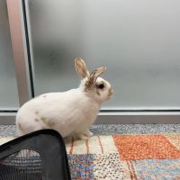 PetVet365 Pet Hospital Pittsburgh/North Fayette ico
