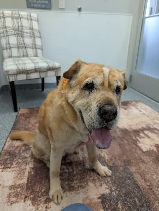 PetVet365 Pet Hospital Pittsburgh/North Fayette Picture 6