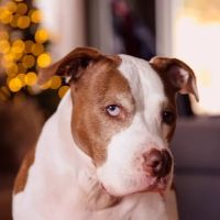 Banfield Pet Hospital ico