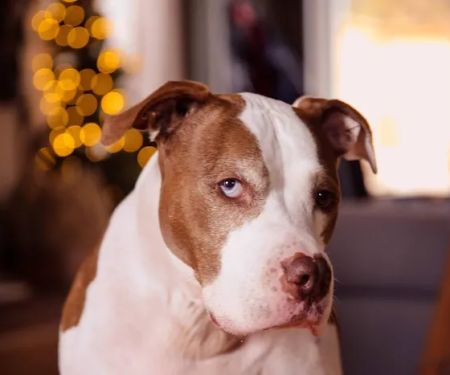 Banfield Pet Hospital