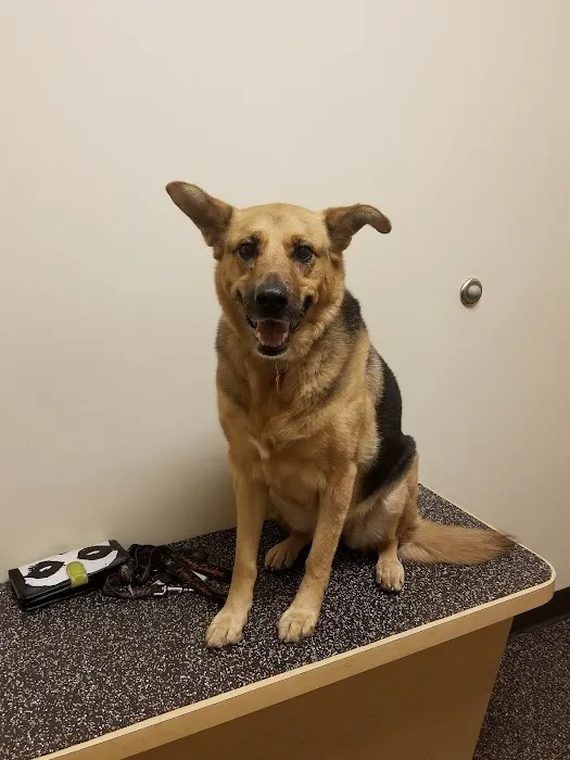 Animal Medical and Surgical Center Picture 7
