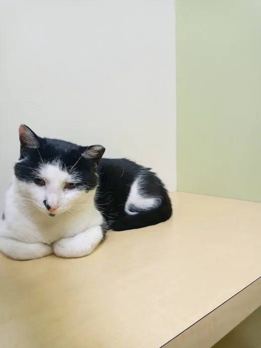 Animal Medical and Surgical Center Picture 8