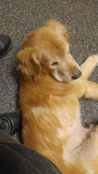 Animal Medical and Surgical Center Picture 2
