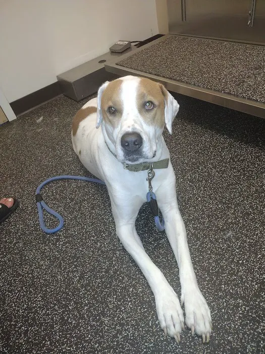 Animal Medical and Surgical Center Picture 4