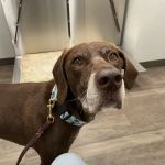 North Memorial Animal Hospital and Paw Spaw