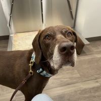 North Memorial Animal Hospital and Paw Spaw ico