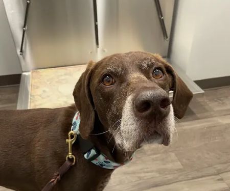 North Memorial Animal Hospital and Paw Spaw