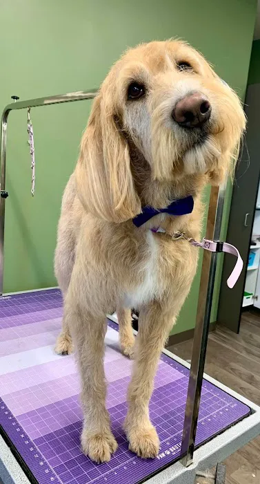 North Memorial Animal Hospital and Paw Spaw Picture 5