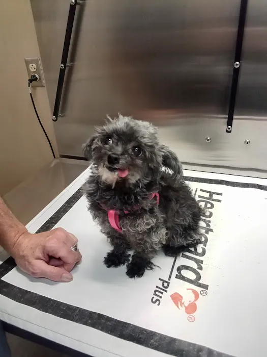 North Memorial Animal Hospital and Paw Spaw Picture 6