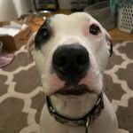 Ellwood Animal Hospital