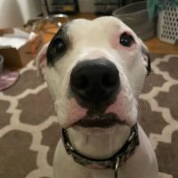 Ellwood Animal Hospital ico