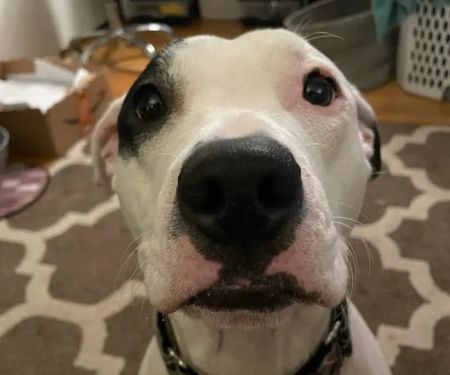 Ellwood Animal Hospital