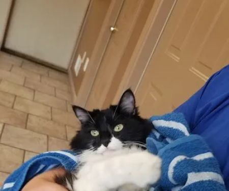 Ellwood Animal Hospital: Cindy Maro DVM CVA CAC VMRT