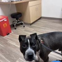 Creekside Veterinary Care ico