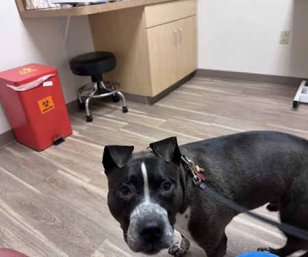 Creekside Veterinary Care