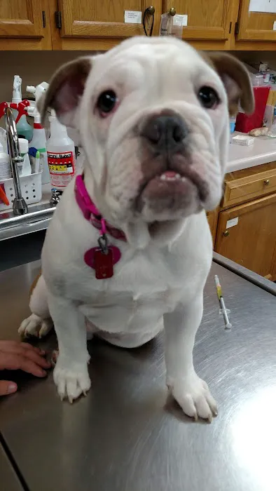 Franklin Animal Clinic Inc Picture 4