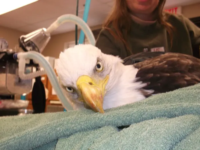 Franklin Animal Clinic Inc Picture 6