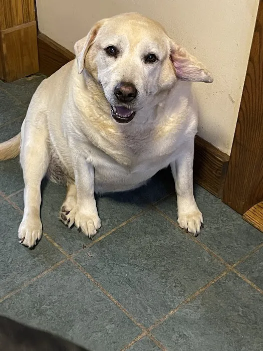 Franklin Animal Clinic Inc Picture 8