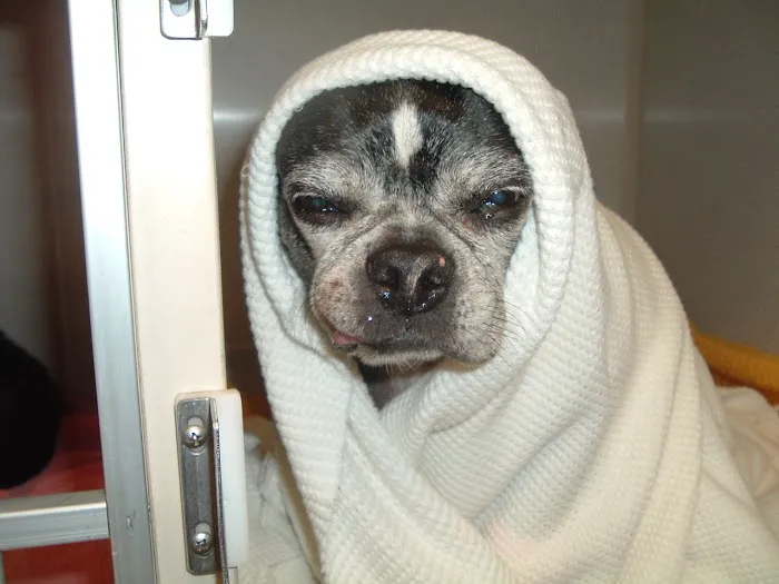 Franklin Animal Clinic Inc Picture 9