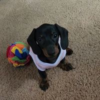 Precious Paws ico