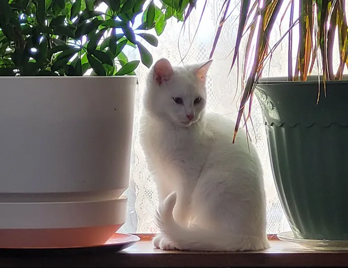 Precious Paws Picture 4