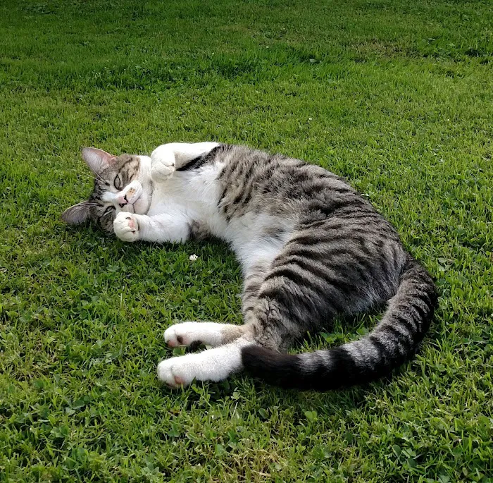 Nelson's Animal Clinic Picture 2