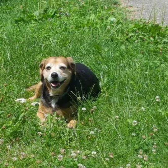 Nelson's Animal Clinic Picture 7