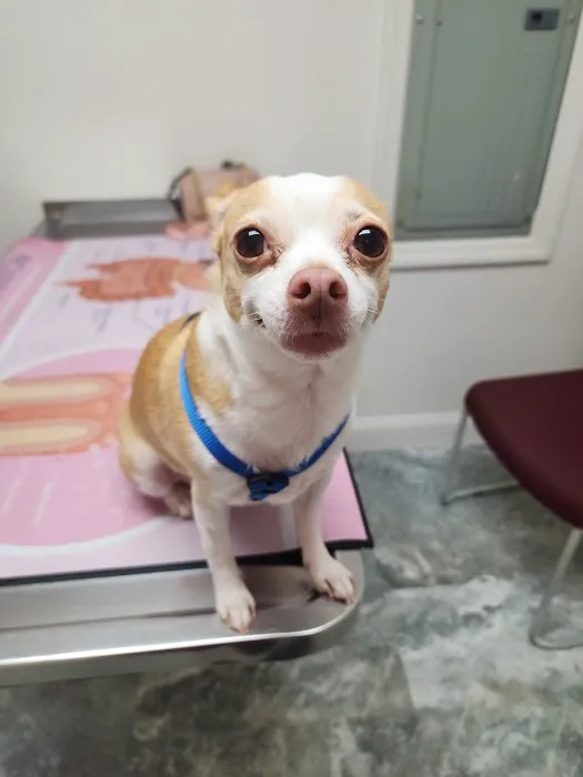 Brooke Hills Animal Hospital PLLC Picture 2