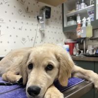 Shinnecock Animal Hospital ico