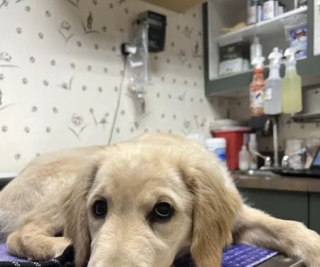 Shinnecock Animal Hospital