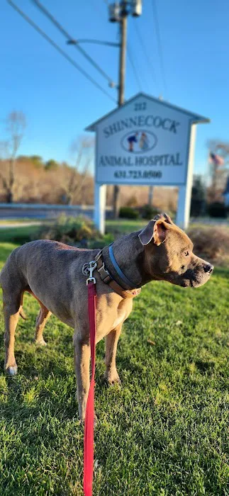 Shinnecock Animal Hospital Picture 10