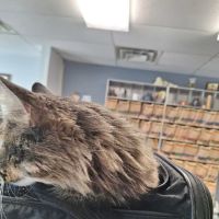 Dr. Mike's Furry Friends Small Animal Hospital ico