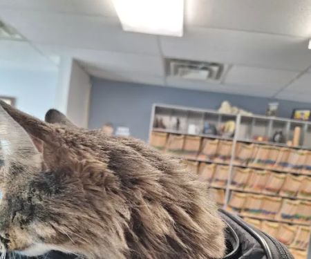 Dr. Mike's Furry Friends Small Animal Hospital