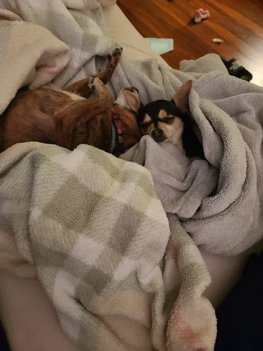Dr. Mike's Furry Friends Small Animal Hospital Picture 3